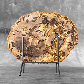 C - Prachtige grote doorsnede van versteend hout op een op