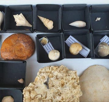 Collectie met 31 stuks - Gefossiliseerde schelp (Zonder