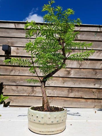 Metasequoia bonsai dans un bol à bonsaï - Hauteur (arbre) :