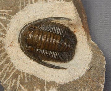 Fossiel - Fossiel skelet - Cornuproetus cornutus - 3 cm