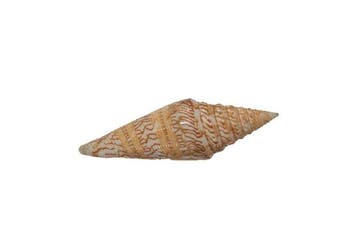 Conus excelsus (69 mm) - Balut Island, Filipijnen -, Nieuw