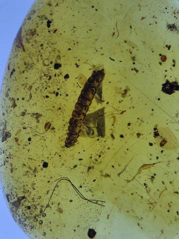 Birmese barnsteen - Barnsteen - Lot of 5 Burmese Amber