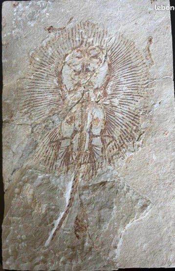 Vis - Fossiele plaatmatrix - cyclobatis - 22 cm - 15 cm