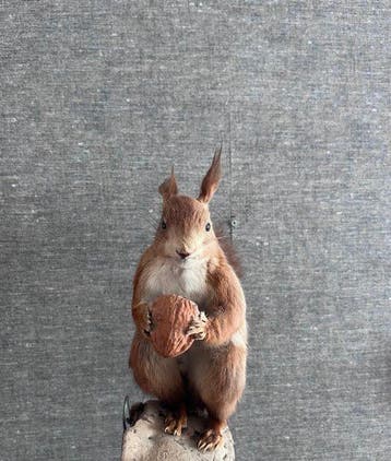 Red Squirrel - Taxidermie volledige montage - Sciurus, Nieuw