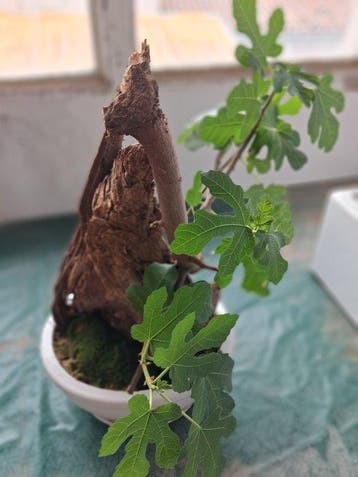 Vijgenboom bonsai (Ficus) - Hoogte (boom): 35 cm - Diepte