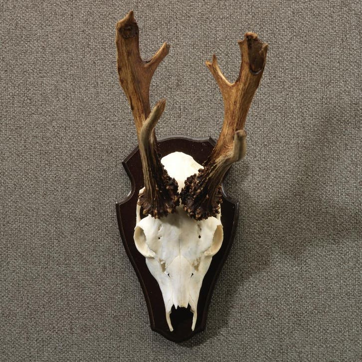 Reebok Gewei Taxidermie Opgezette Dieren By Max, Collections, Collections Animaux, Enlèvement ou Envoi