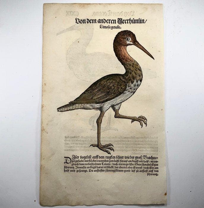 Conrad Gesner - First Issue - Redstart, Godwit, ornithology, Antiquités & Art, Antiquités | Livres & Manuscrits