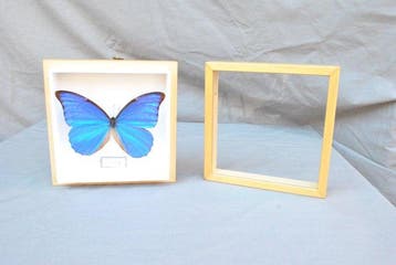 Vlinder Taxidermie volledige montage - Morpho Anaxibia - 16