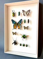 Vlinder Taxidermie volledige montage - Lepidoptera - 39 cm -, Nieuw