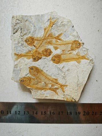Wolffin Fish - Gefossiliseerd dier (Zonder minimumprijs)