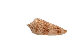 Diepzeekostbaarheden: Conus neptunus (60 mm) –