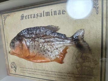 Poisson Support mural pour taxidermie - Pygocentrus, Antiquités & Art