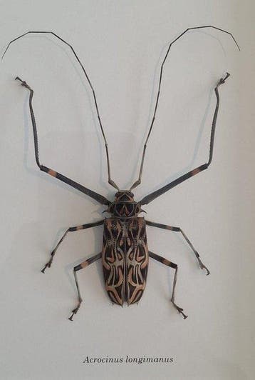 Insecte Support mural pour taxidermie - Acrocinus longimanus