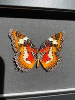 Vlinder Taxidermie volledige montage - Cethosia Cyane - 10