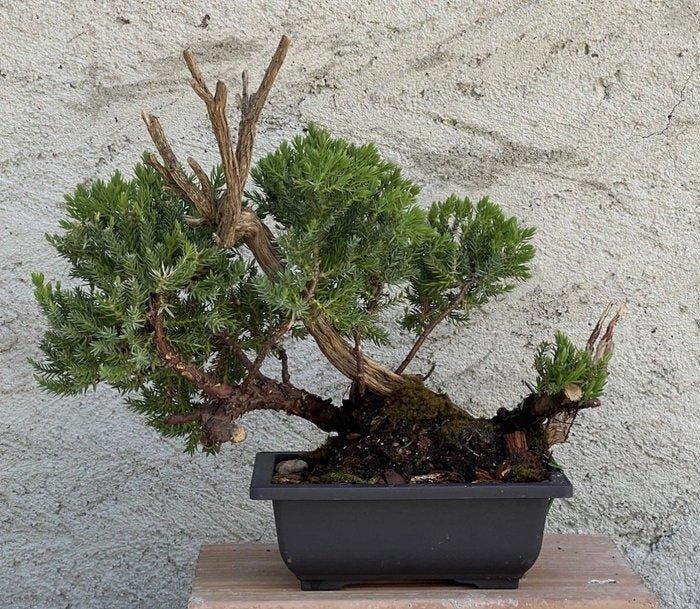Bonsaï Genévrier (Juniperus) - Hauteur (arbre) : 23 cm -, Antiek en Kunst, Curiosa en Brocante