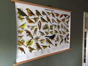 Fraaie schoolplaat poster Zangvogels - Slijper - Schoolkaart