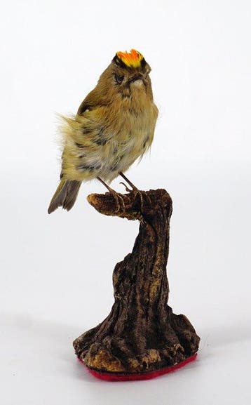 Regolo Taxidermie volledige montage - Regulus regulus (with, Nieuw