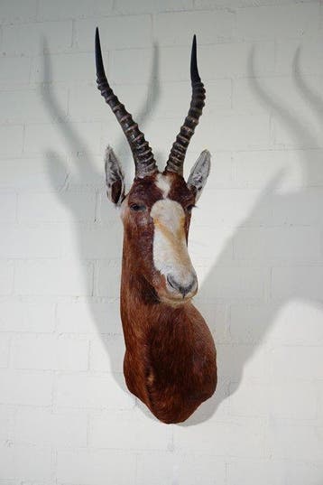 Blesbok Support mural pour taxidermie - Damaliscus pygargus, Verzamelen, Nieuw