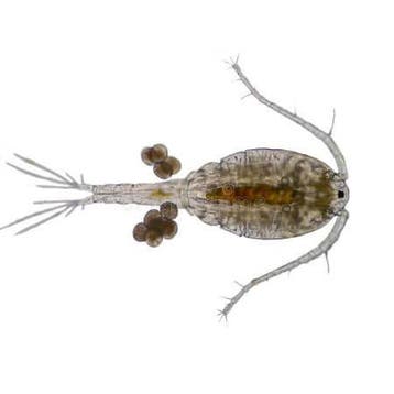 Petra Aqua Levende Marine Copepods (zakje 180ml.), Verzenden