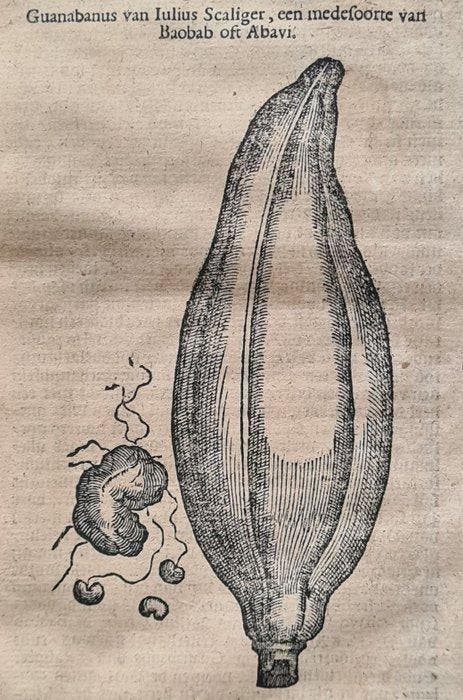 Rembertus Dodonaeus - 38 houtsnedes uit het Cruydt-boeck, Antiquités & Art, Antiquités | Livres & Manuscrits