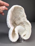 Prachtig komkoraal (ALLEEN EU-bieders) Koraal - Halomitra, Nieuw