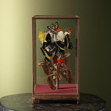 Vlinders in Vitrine Taxidermie Opgezette Dieren By Max, Verzamelen, Dierenverzamelingen, Ophalen of Verzenden, Nieuw, Insect, Opgezet dier