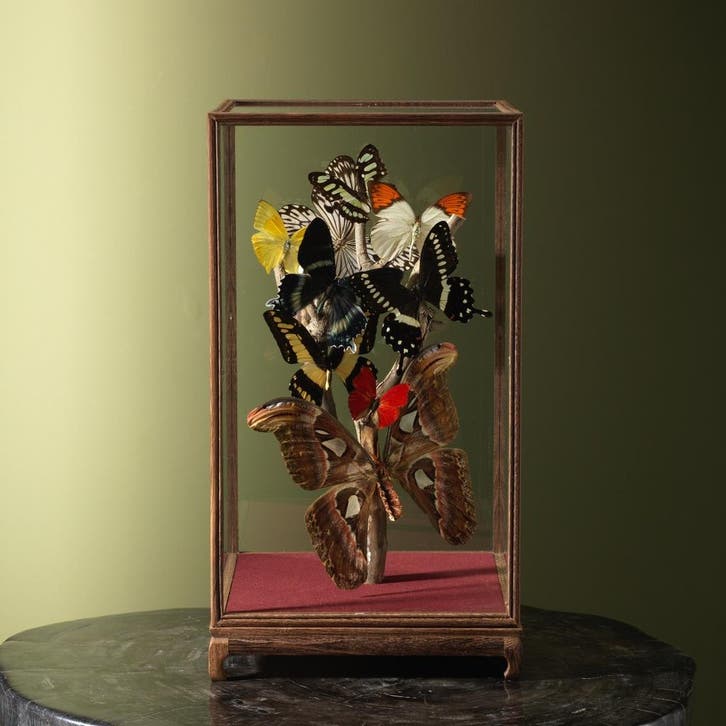Vlinders in Vitrine Taxidermie Opgezette Dieren By Max, Collections, Collections Animaux, Enlèvement ou Envoi