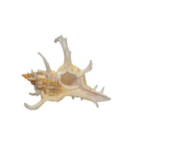 Chicoreus axicornis (40 mm, Toptoestand GEM) – Uitstekend, Verzamelen, Nieuw