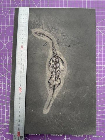Fossiel reptiel: Keichousaurus – zeldzaam getuigenis uit het