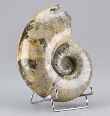 Ammonite - Animal fossilisé - Argonauticeras besairiei - 21