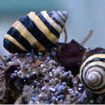 Bumble bee slak (Engina Mendicaria), Dieren en Toebehoren