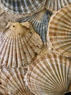 Pecten - Fossiel fragment - 37 cm - 27 cm