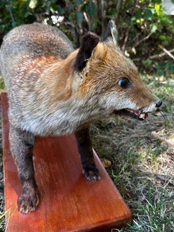 Rode vos Taxidermie volledige montage - Vulpes vulpes - 30