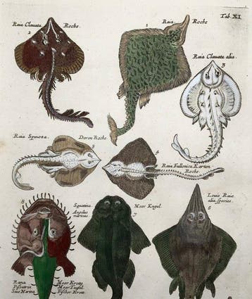 Matthäus Merian (1593-1650) - hand coloured folio, Fish: