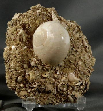 Uitzonderlijke fossiele schelp - op originele matrix -