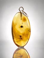Pendentif rare en ambre baltique au miel – une petite mouche