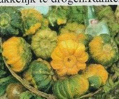 Guicoy-mini pompoen basiseenheid, Nieuw