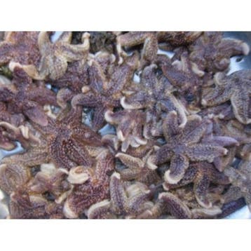 Shrimpfood Frozen Seastar - 50 g (tiny size), Verzenden, Nieuw