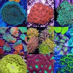 LPS koralen Mix Pack (10 zachte koralen), Animaux & Accessoires, Animaux Autre