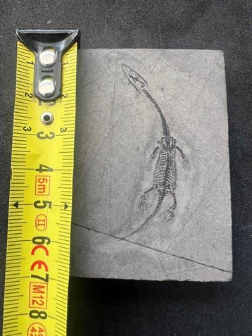 Zeereptiel - Gefossiliseerd dier - Fossile de Keichousaurus