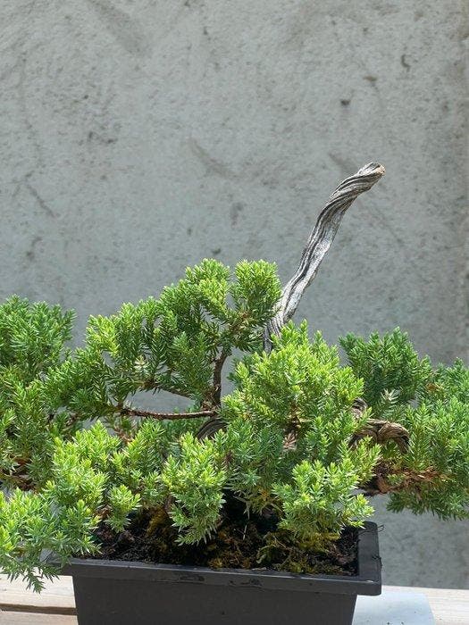 Bonsaï Genévrier (Juniperus) - Hauteur (arbre) : 26 cm -, Antiek en Kunst, Curiosa en Brocante