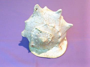 Schaaldier - Gefossiliseerde schelp - Cassis Cornuta - 17 cm