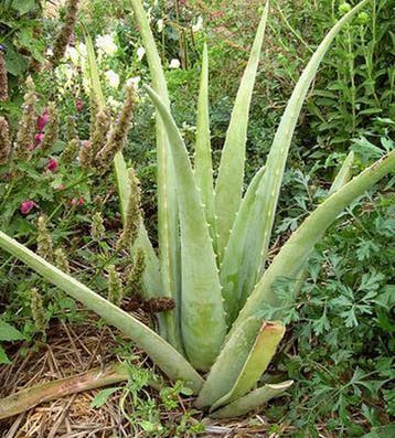 Voel je goed met Aloe Vera 9789066111189 R. Duynstee, Verzenden, Gelezen, R. Duynstee