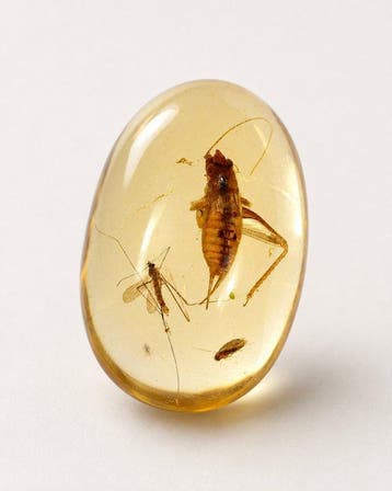 Copal - Gefossiliseerd dier - Jurassic park - Three insects