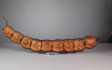 Monkey-Ladder of Sea Bean Seed-pod Taxidermie volledige, Nieuw