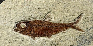 Uitstekende fossiele vis - - Gefossiliseerd dier - Knightia