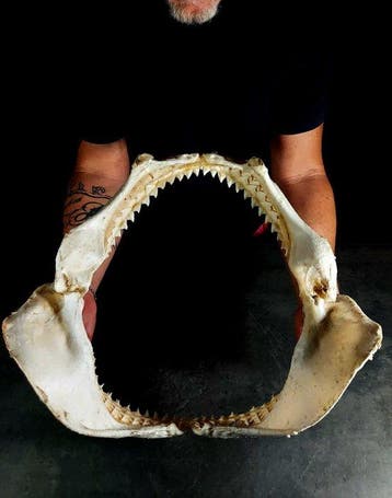 overdreven maat van een bruine haai Taxidermie volledige, Nieuw