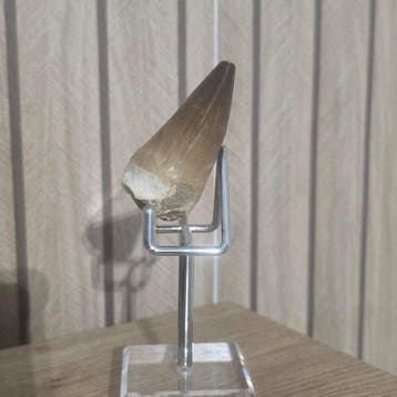 Mosasaurus Tand - HUGE 6.6 CM Mosasaurus Tooth - 6.6 cm - 4
