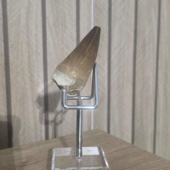 Mosasaurus Tand - HUGE 6.6 CM Mosasaurus Tooth - 6.6 cm - 4, Antiquités & Art, Curiosités & Brocante