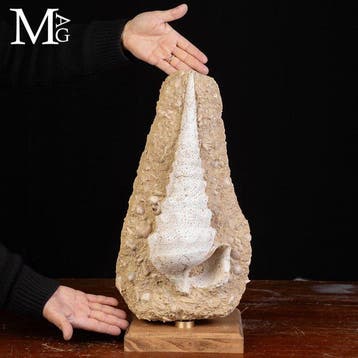 Monumentaal Miocene-slakkenfossiel, een reusachtige, Verzamelen, Mineralen en Fossielen